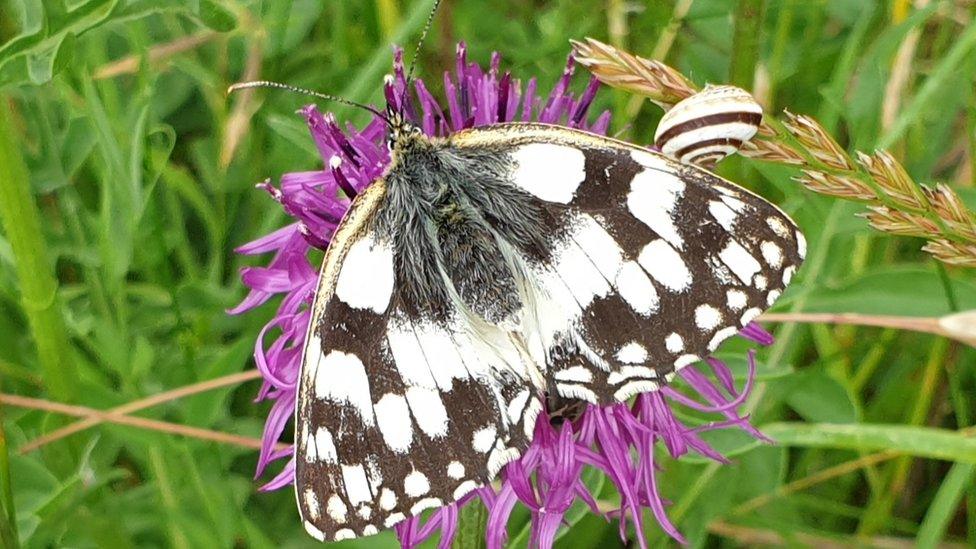 Marbled White