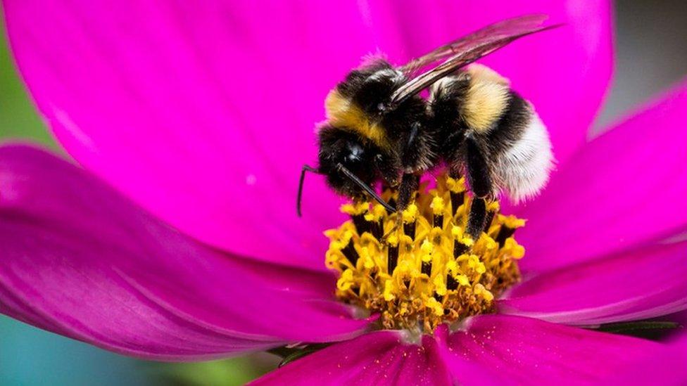 Bulmblebee on a flower