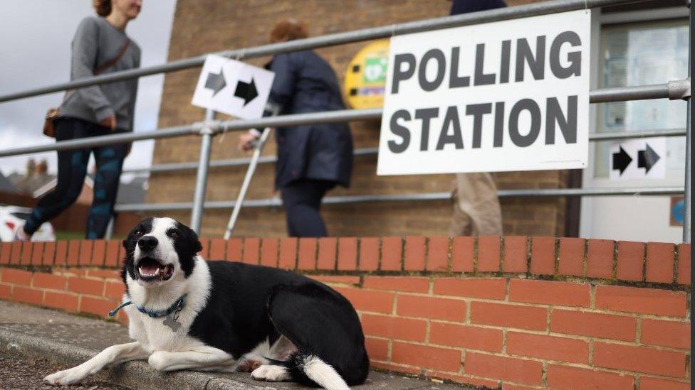 Dog at polling station