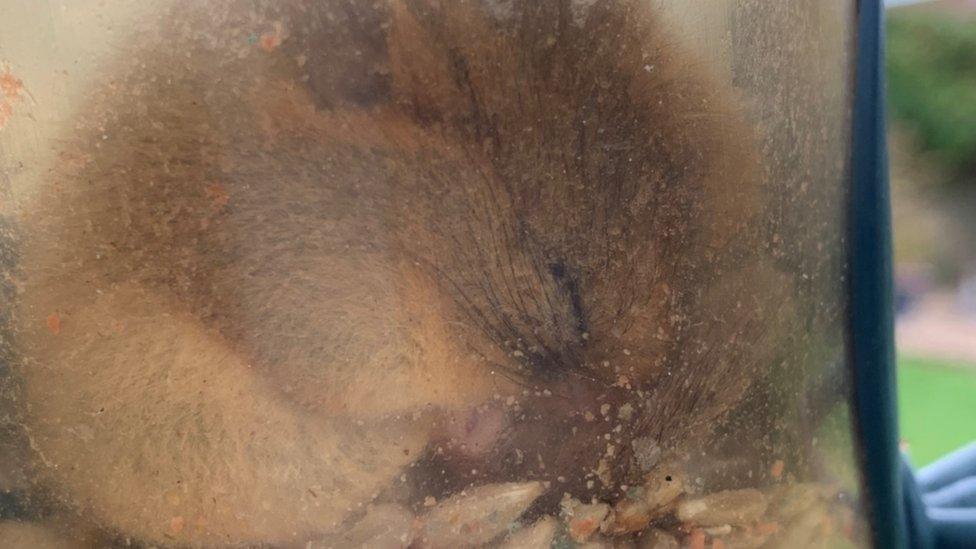 Sleeping dormouse