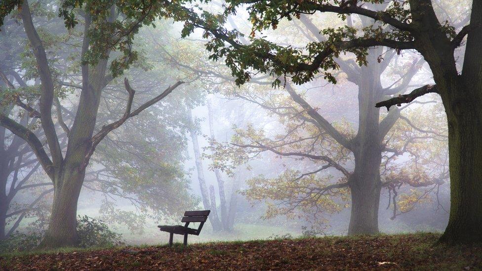 An empty bench in the middle of Hampstead Heath on a frosty day