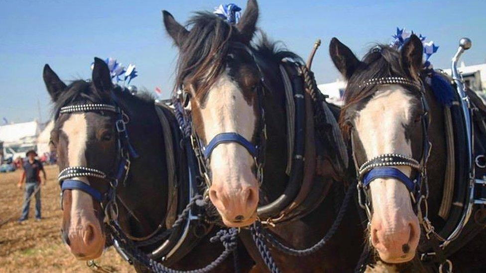 three horses at the fair