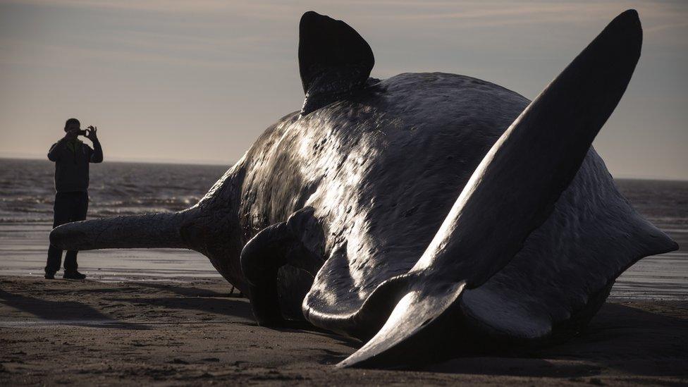 Sperm whale on beach near Skegness