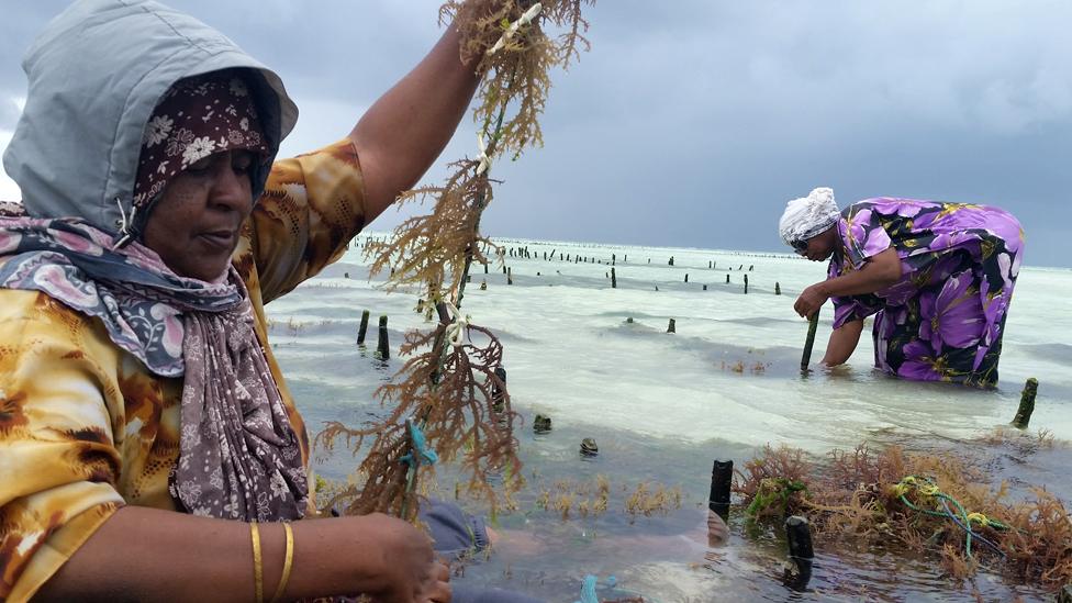 Women farming seaweed