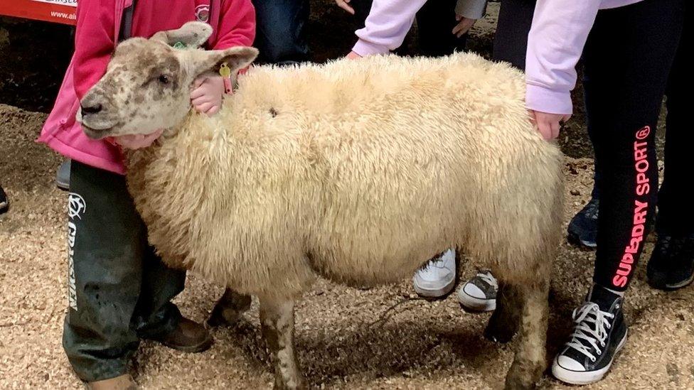 Sleepy the sheep sold for an unexpected price at Donemana Livestock Mart