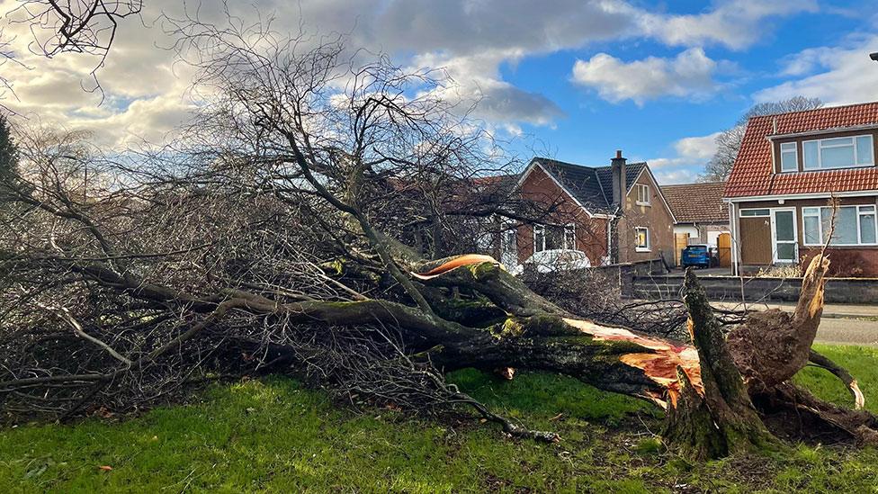 Fallen tree in Alloa