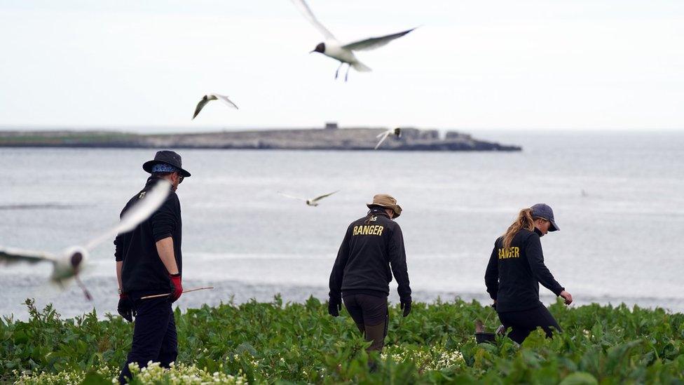 Puffin census