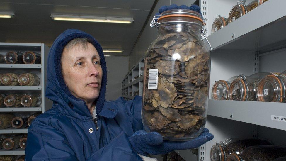 MSB worker holding up plants/seeds in a jar