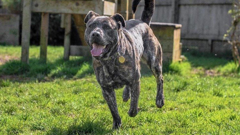 Three-year-old Staffie Faith