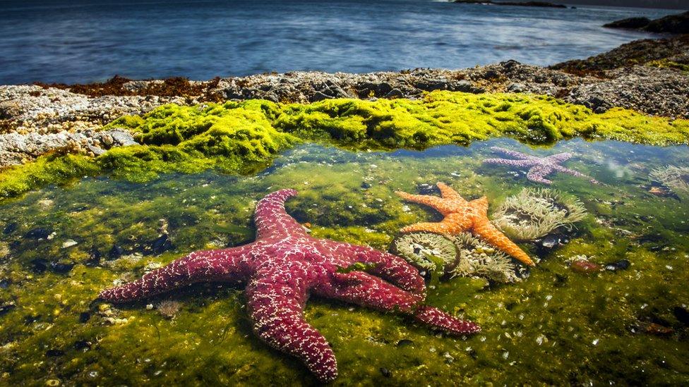 Ochre Seastar