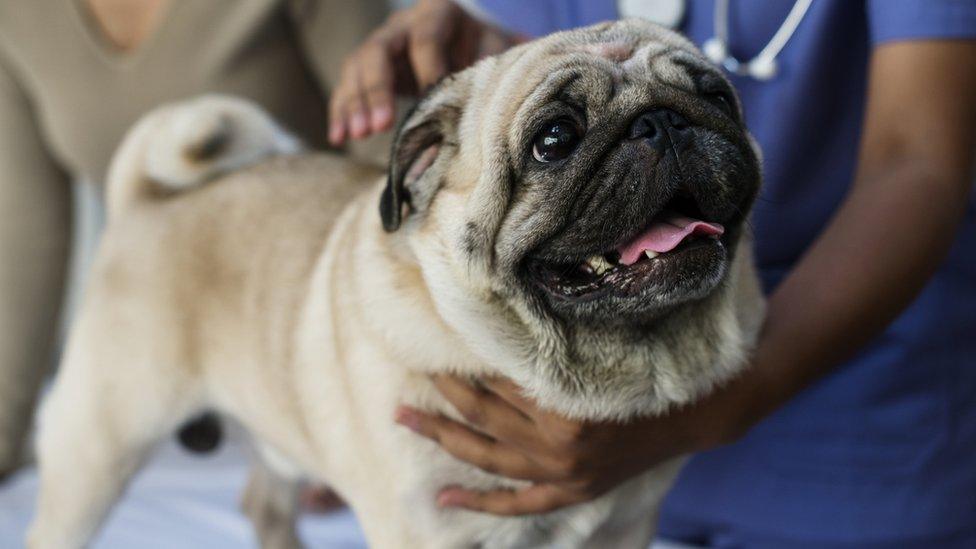 pug-at-vet.