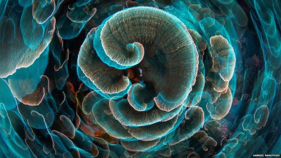 lettuce coral indonesia