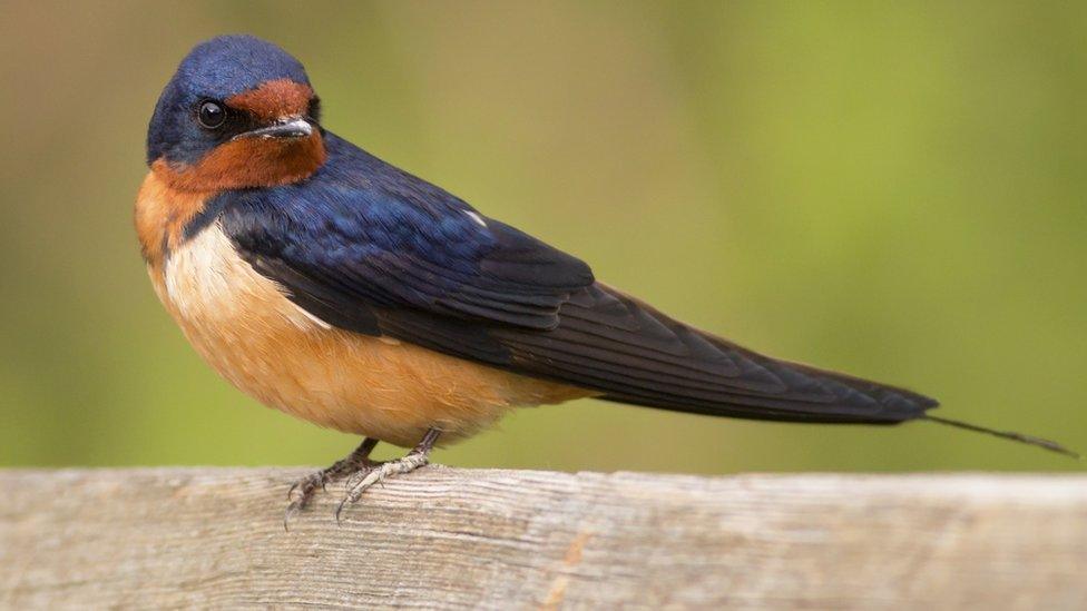 Barn-swallow.