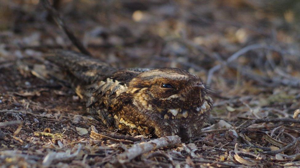 I see you - a nightjar nests on the ground