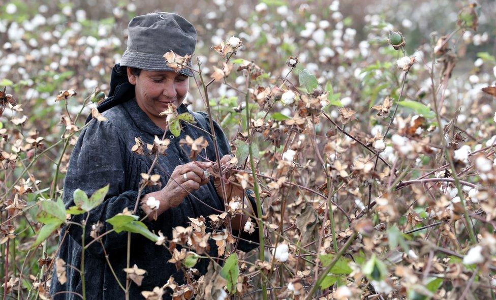 Farmers harvest cotton in a field at Al-Hawaber village, Sharqia Governorate, north east of Cairo, Egypt, 16 October 2018 (Issued 17 October 2018). According to media reports, Egyptian cotton production, locally nicknamed "The white gold", is on track to regain its world renowned value as exports rates increased by 6.9 percent in the fiscal year 2017-2018