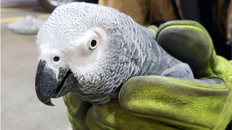 Hugo the parrot in hands of fire fighter