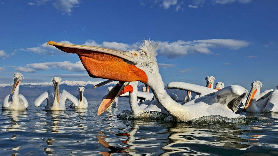 A group of Dalmatian pelicans in Greece