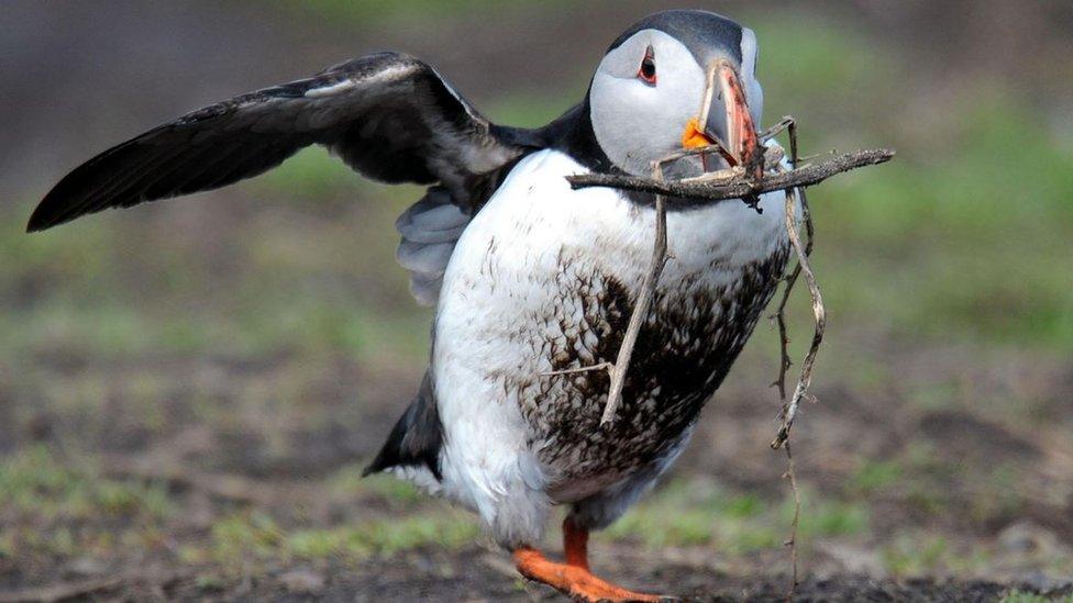 A shot of a Puffin with some twigs in its mouth