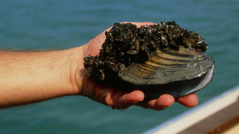 Zebra mussels are regarded as a pest