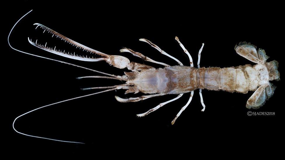 Thaumastocheles Massonktenos, nicknamed the chain-saw lobster