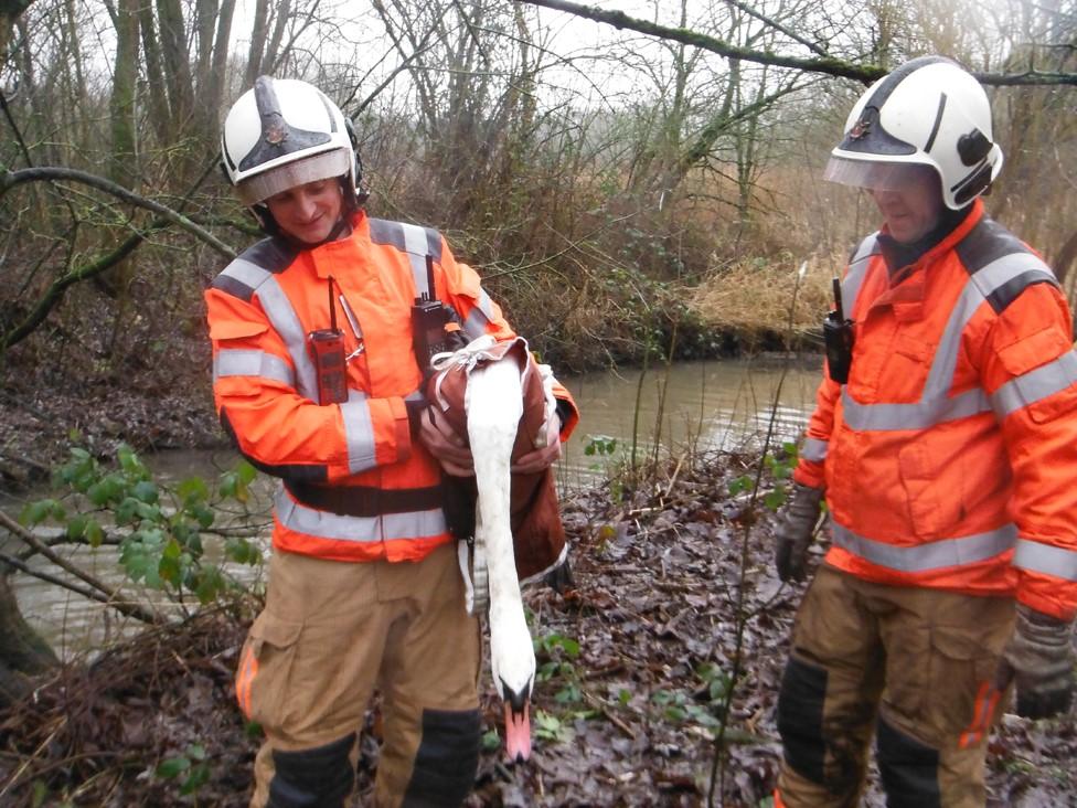 rescued swan