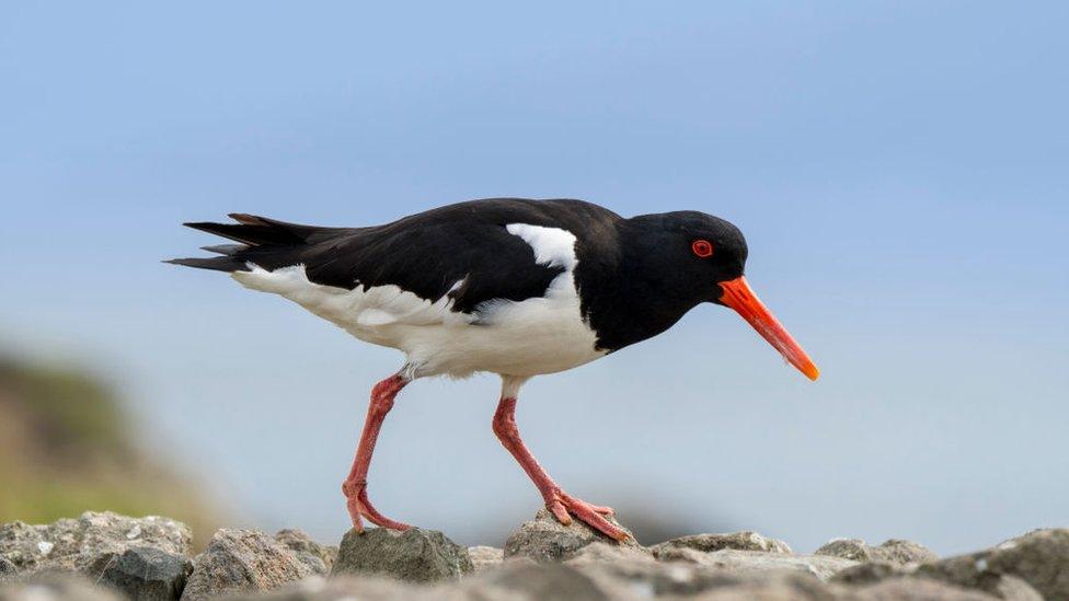 Oystercatcher