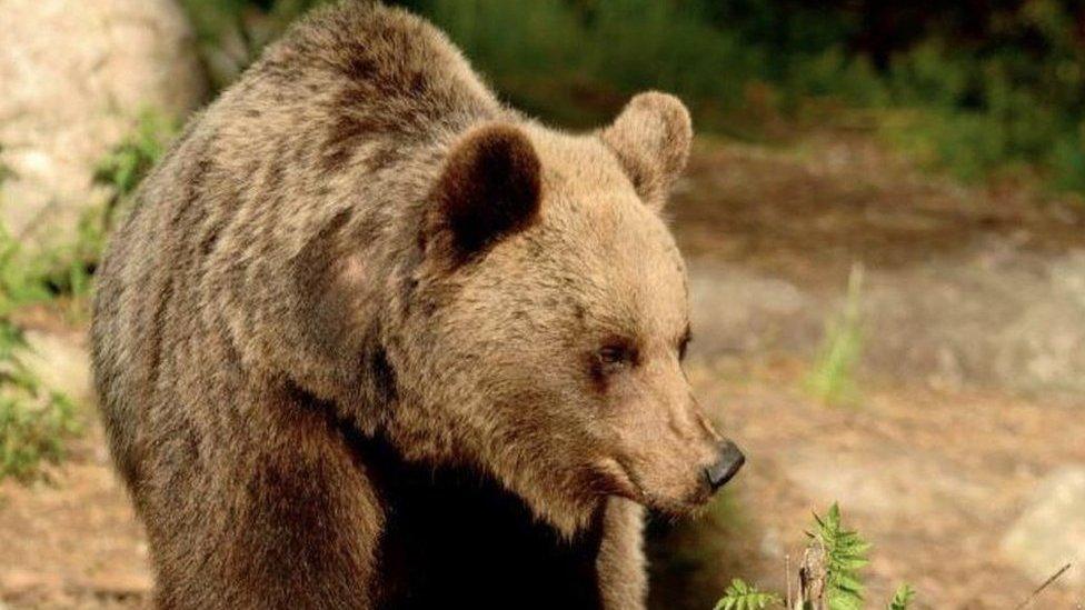 File pic of a bear in the Trentino area of Italy