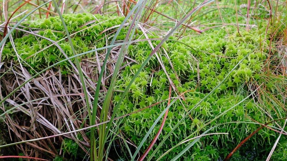 Sphagnum moss