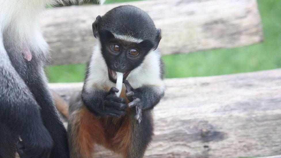 Baby Diana monkey