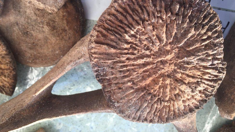 Whale vertebrae