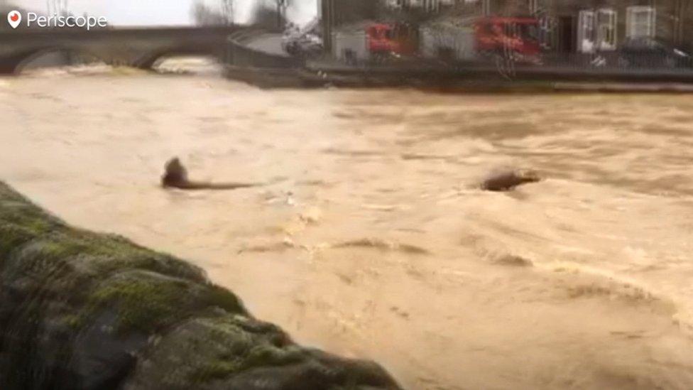 River Teviot in Hawick