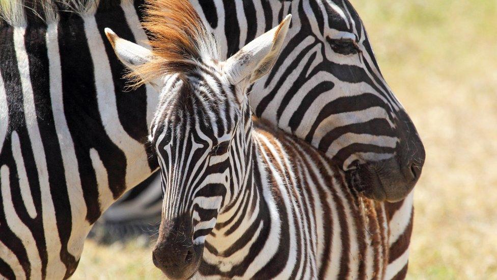 Plains zebra