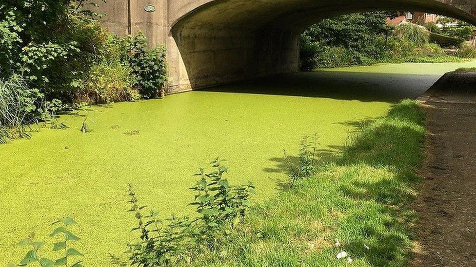 Duck weed covering canal