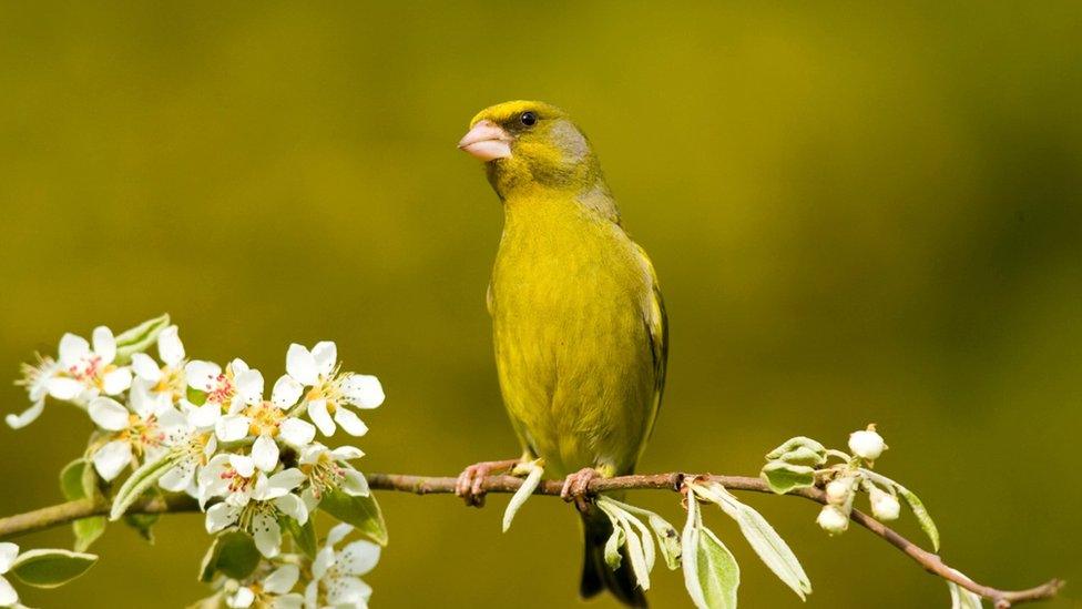 Greenfinch