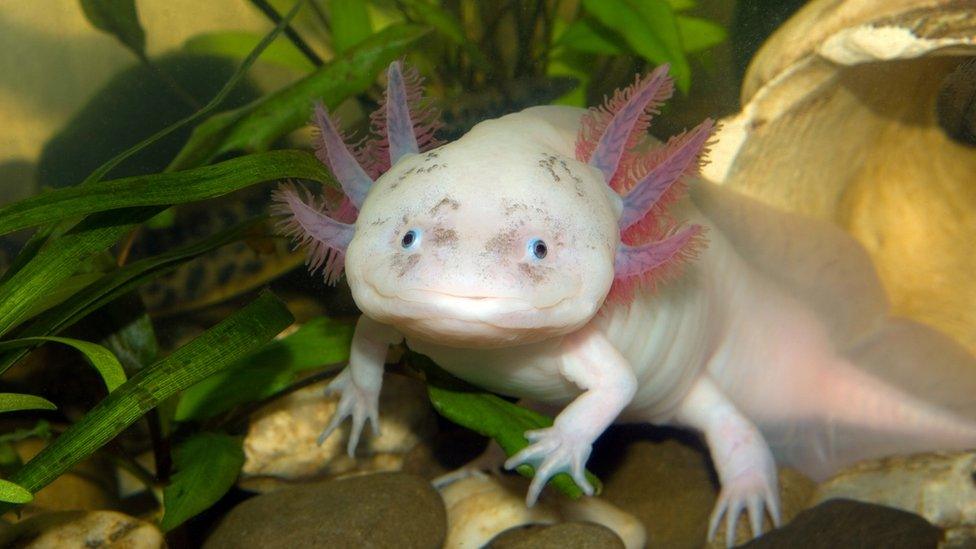 Axolotl.