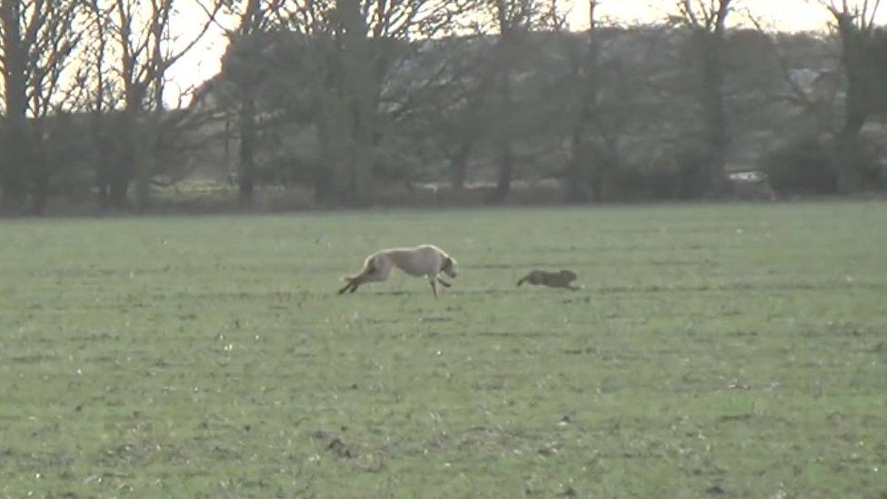 Dog chasing a hare in Lincolnshire