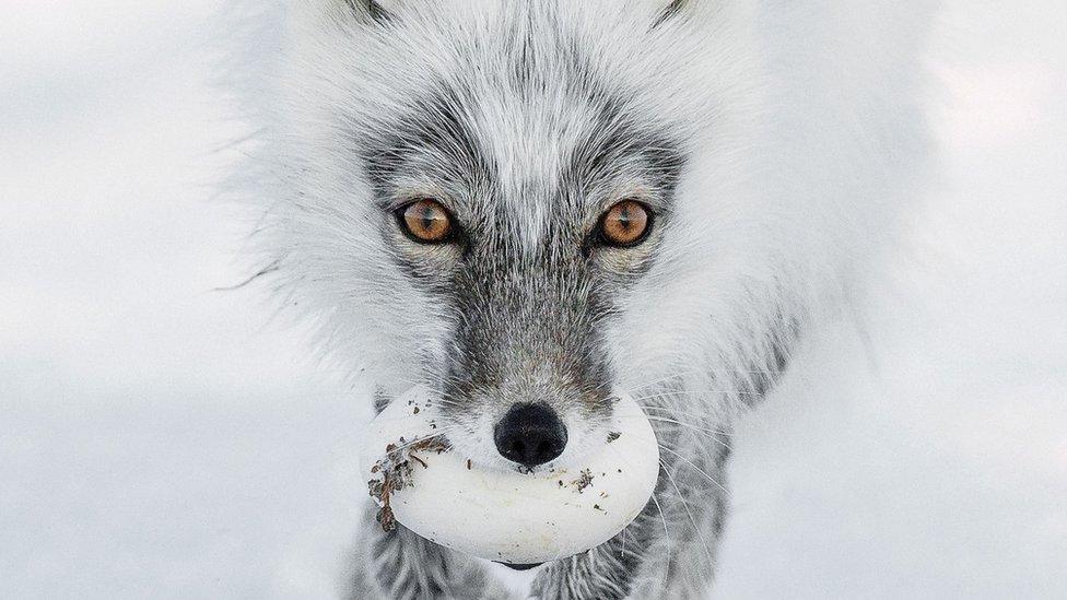 An Arctic fox carries its prize egg after raiding a snow goose nest on Wrangel Island in Russia.