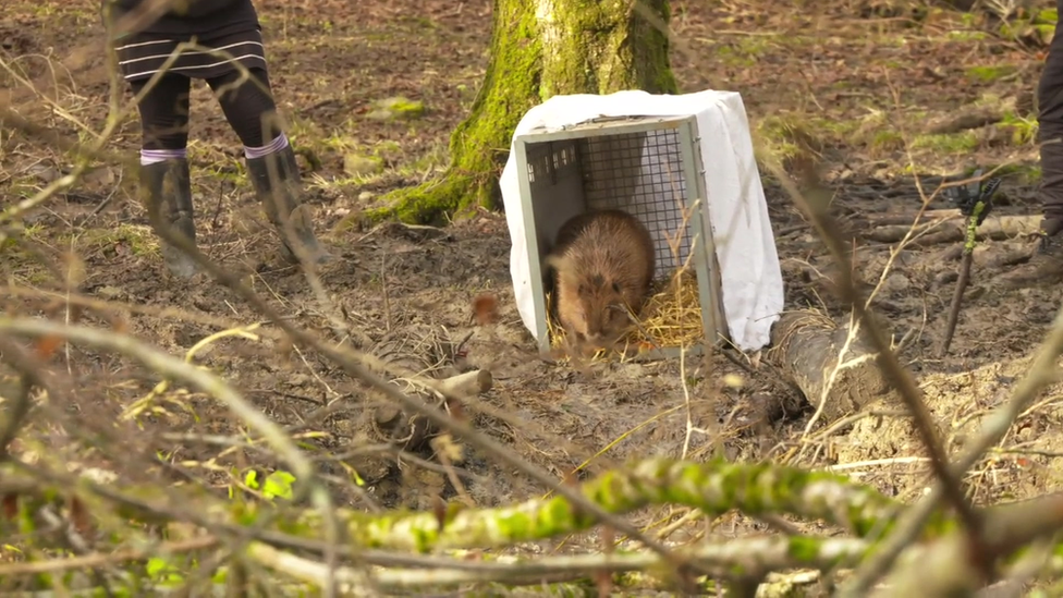 Beaver being released