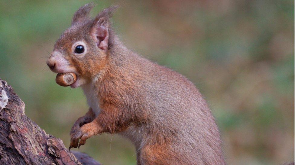 Mild signs of infection in a squirrel