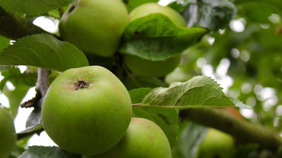 Apples on tree in orchard