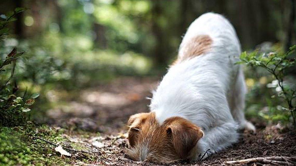 A dog burying their head in the ground