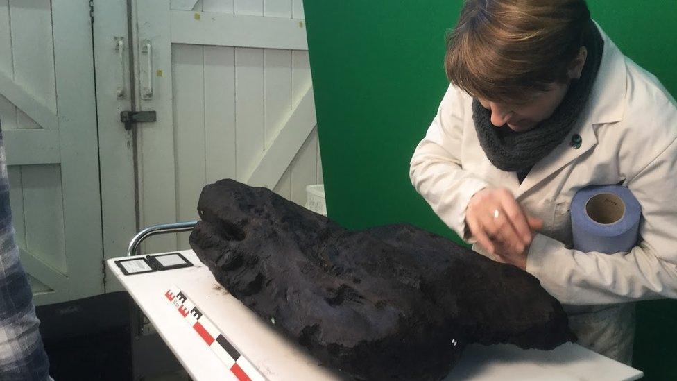 A conservationist inspecting the black piece of oak