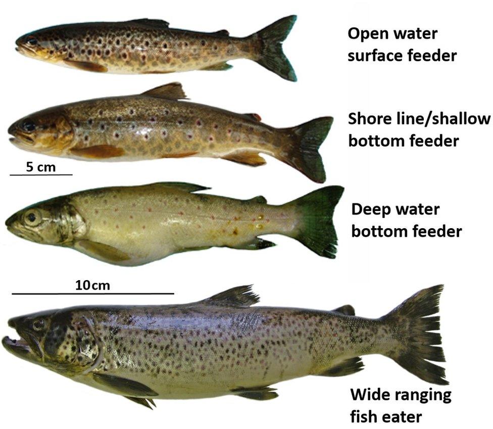 Four species of trout