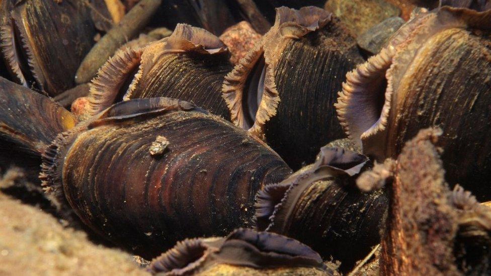 Freshwater pearl mussels