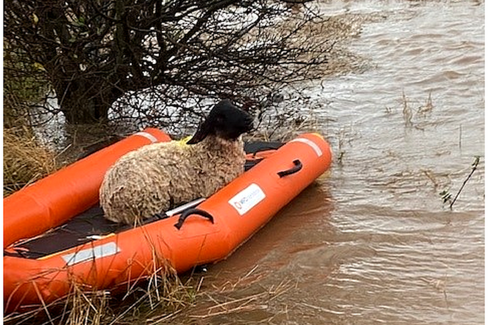 sheep in a dinghy