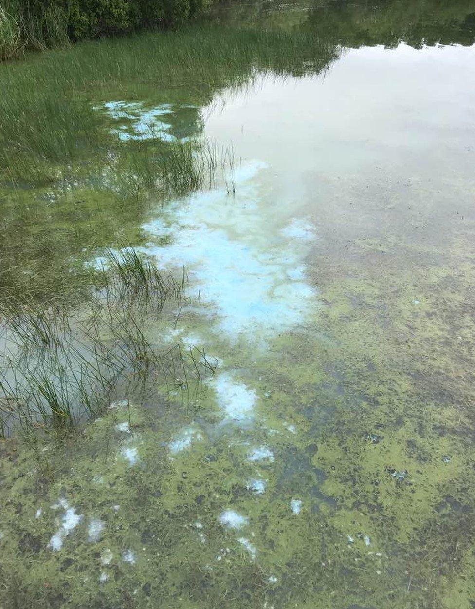 Blue-green algae bloom in Loch Leven