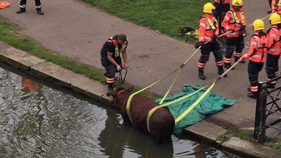 Cow being rescued from the River Cam in Cambridge.