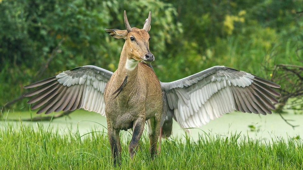 Bluebull and Indian saras Crane