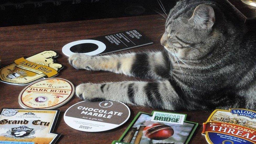 A cat on the bar of the Bag of Nails Pub in Bristol