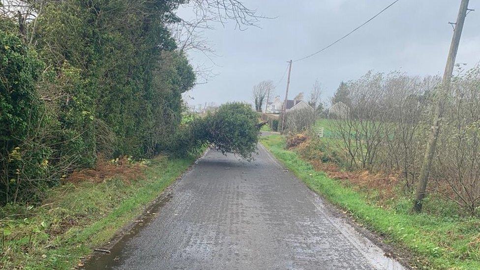 fallen tree on coolvenny road